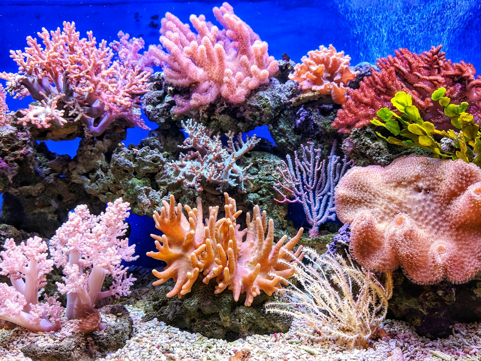 Coraux colorés
