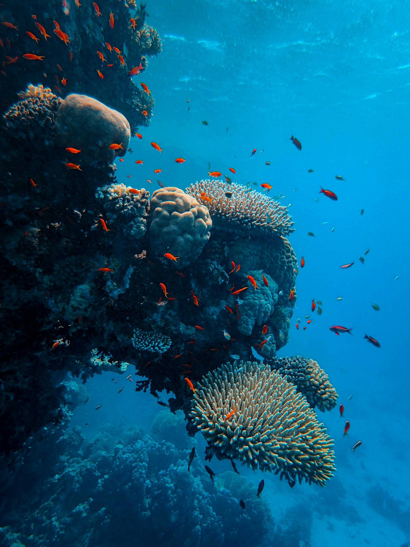 Plongée sous-marine